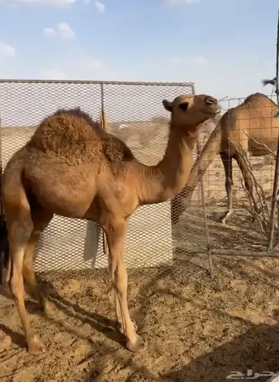 حشو للبيع العدد 2 1
