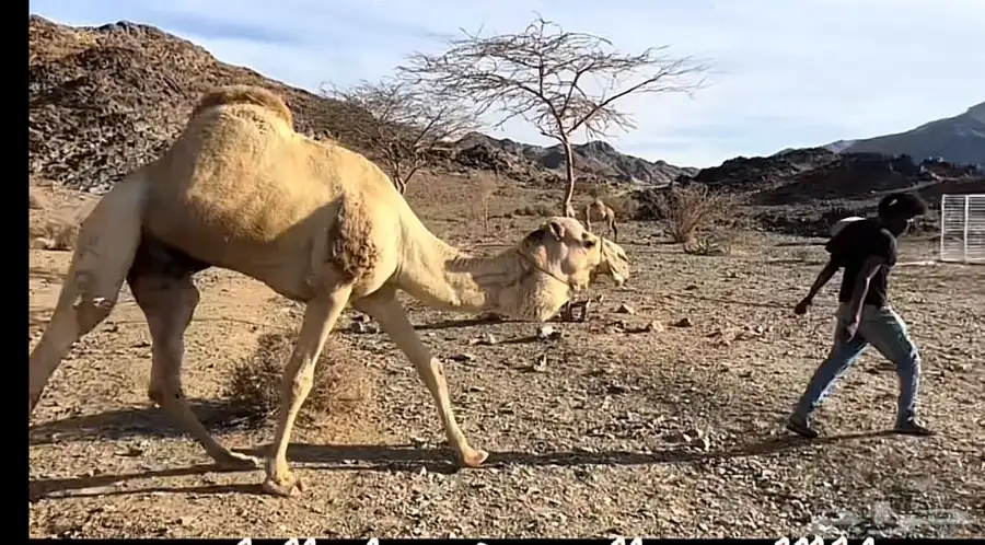 بعير سوداني منتج index