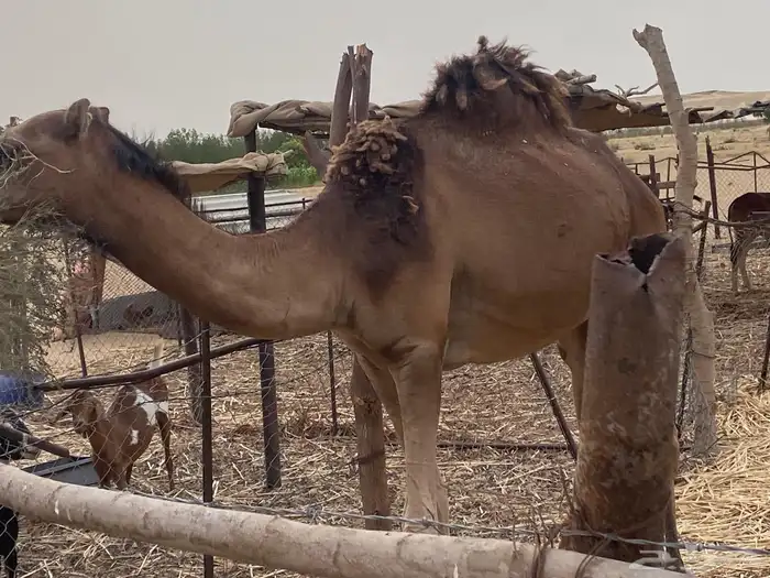 بيع نياق 1