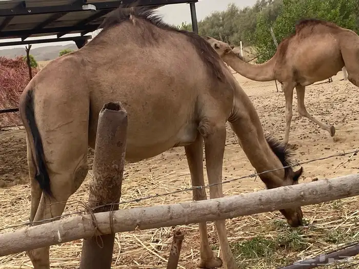 بيع نياق 4