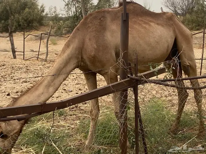 بيع نياق 2