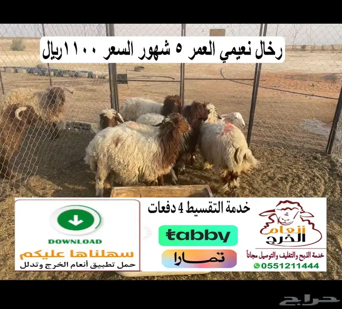 رخال نعيمي 1100 0