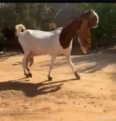تم البيع 3