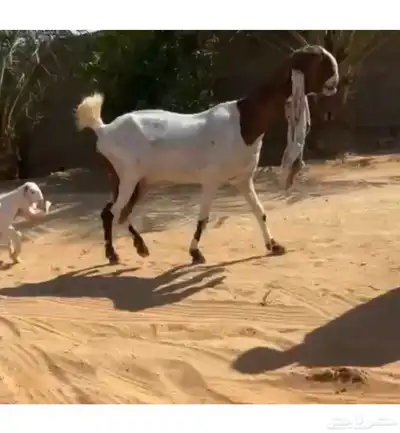 تم البيع 4