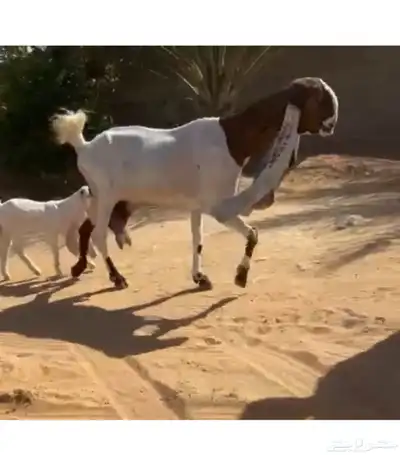 تم البيع 2