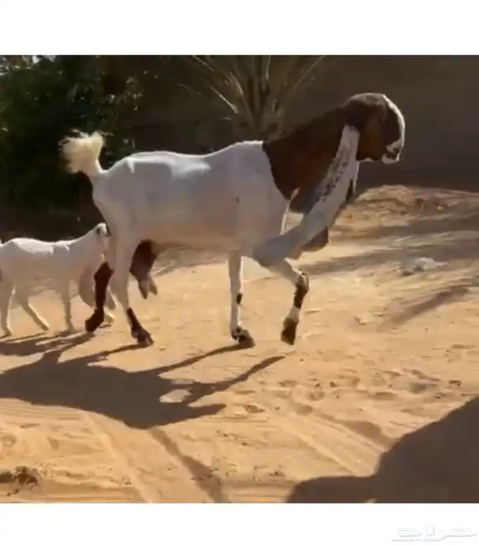 تم البيع 2