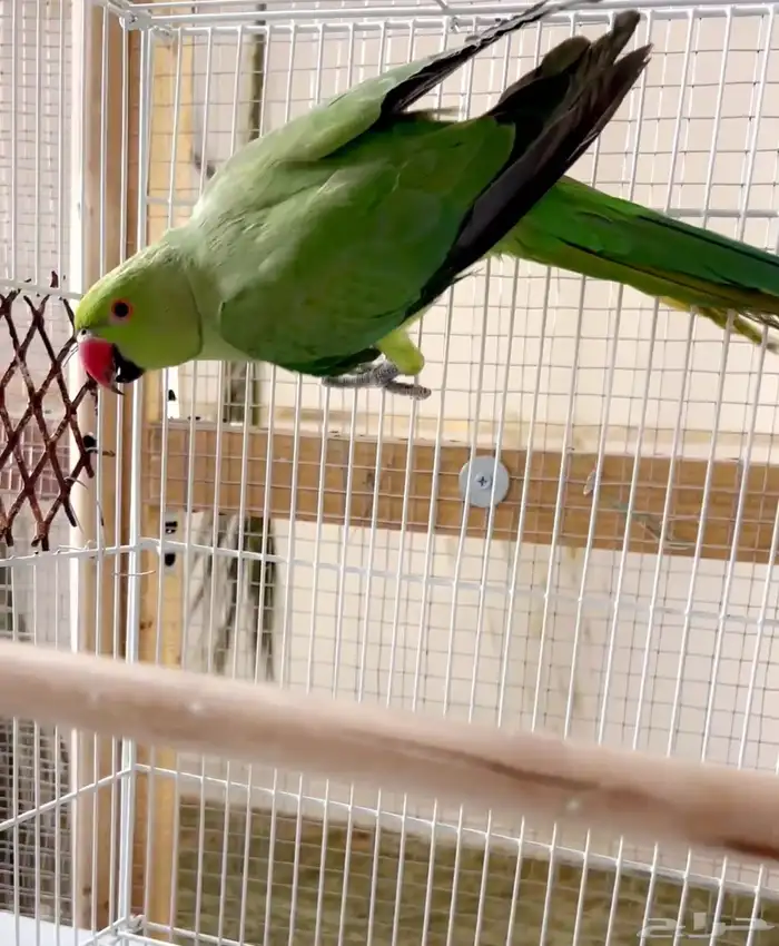 ببغاء دره ذكر بشهادة تحليل 4