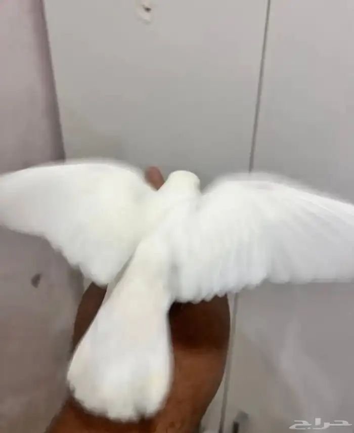 روز اليف جدا هدد نشبه مناسب للاطفال 0