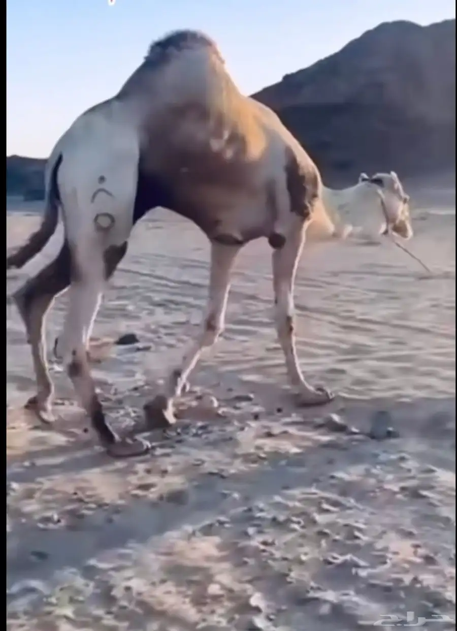 بعير سوداني منتج index