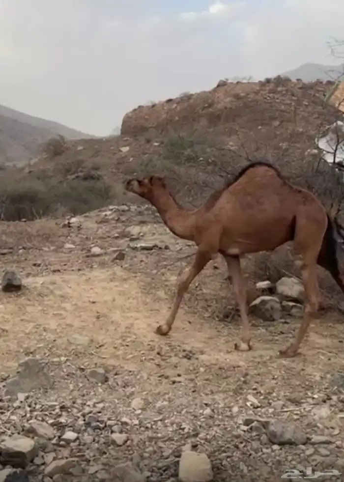 قعدان للبيع 2