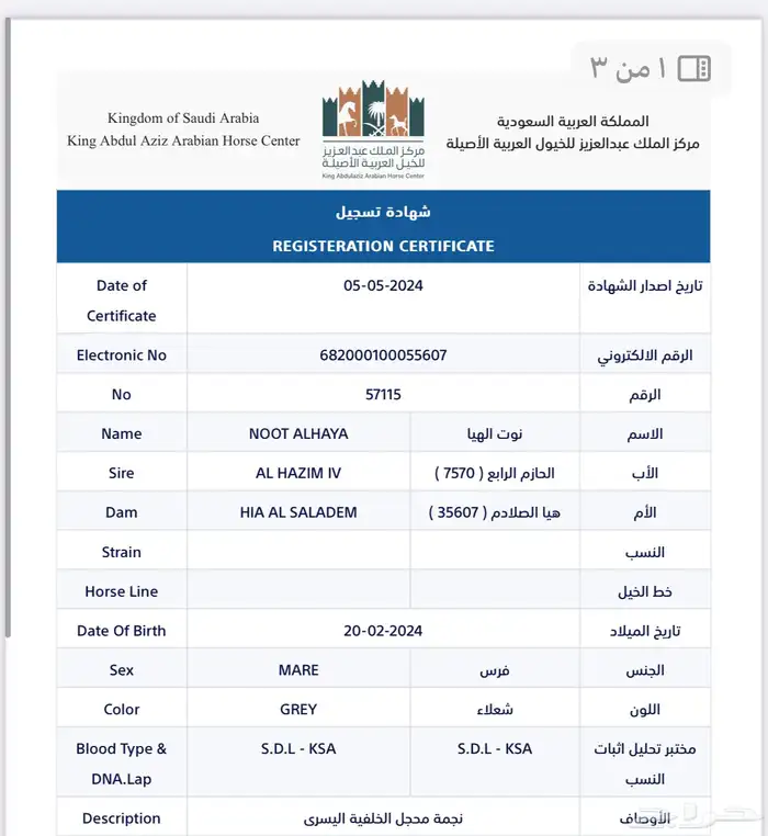 مهرة عربية أصيلة حفيدة كرونيك 10