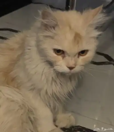 قط ضايع حصلته في المندق الباحه عندمسجدللتواصل 3