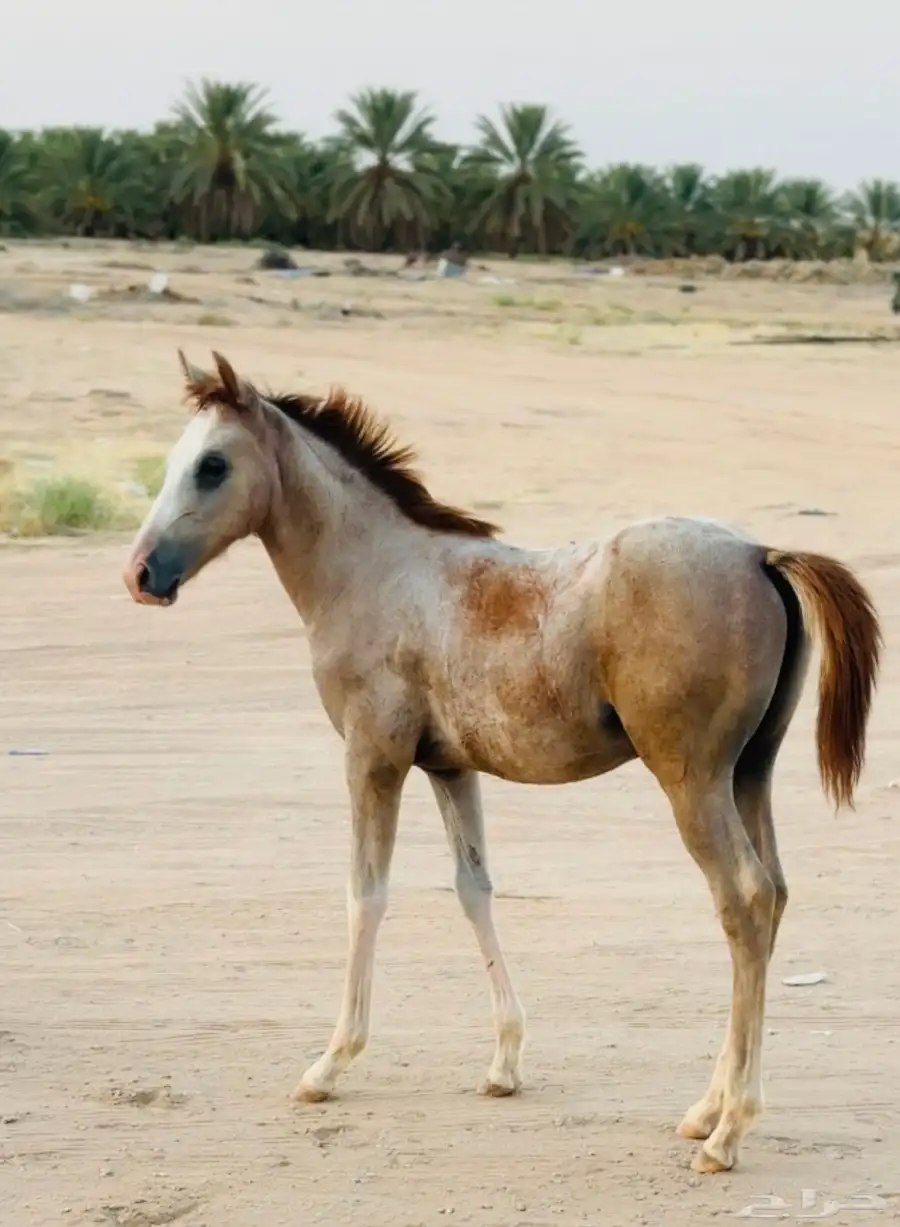 مهر شعبي فاخر index