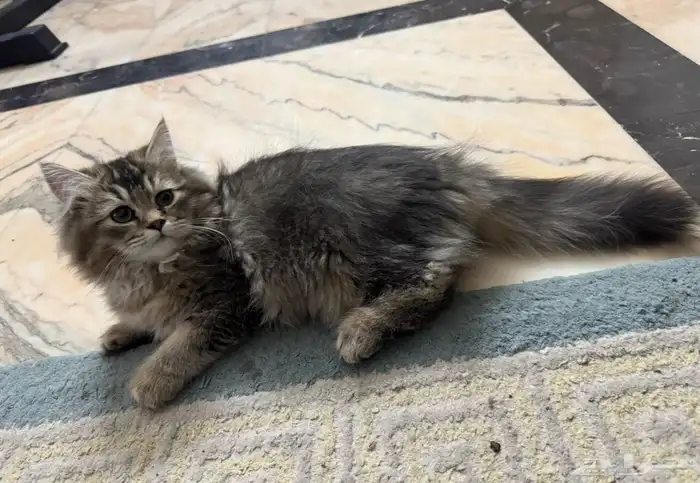 قط ذكر سكوتش فولد بيور وانثى شيرازى للتبنى 3