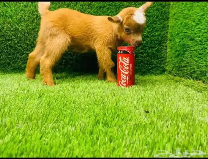 ماعز قزم صغير الماعز القزم 1