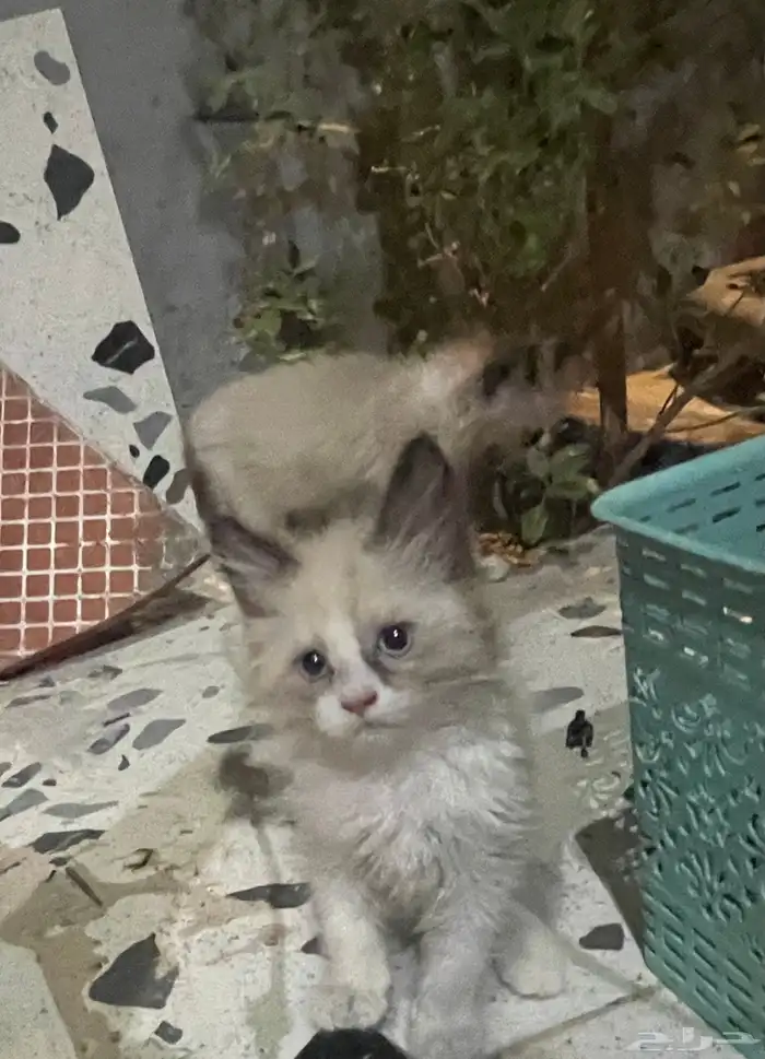 للبيع للانتقال من المدينه 2