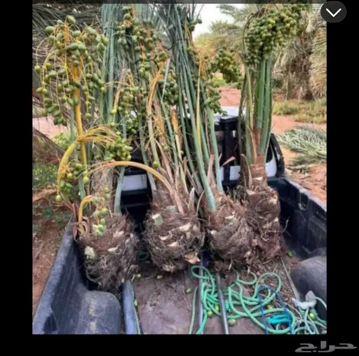 متوفر لدينا فسائل نخل مجدولي 0