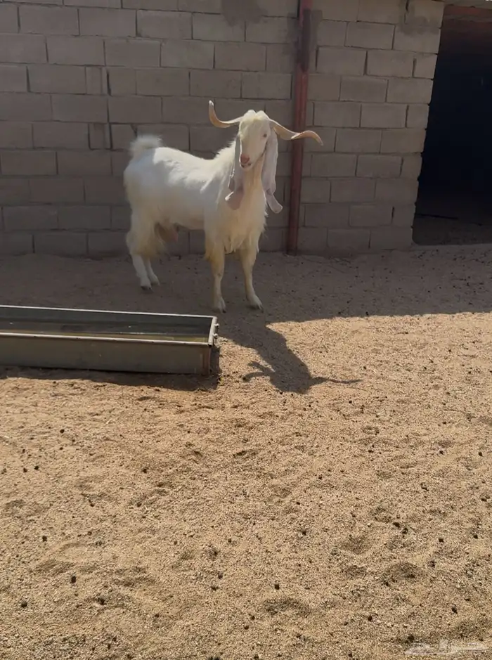 تيس مطور 0