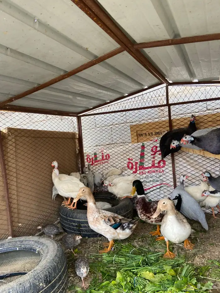 إعلان اليوم مكس متوفر حجل حبشي منتج وبط بكيني وبلدي ودجاج 5