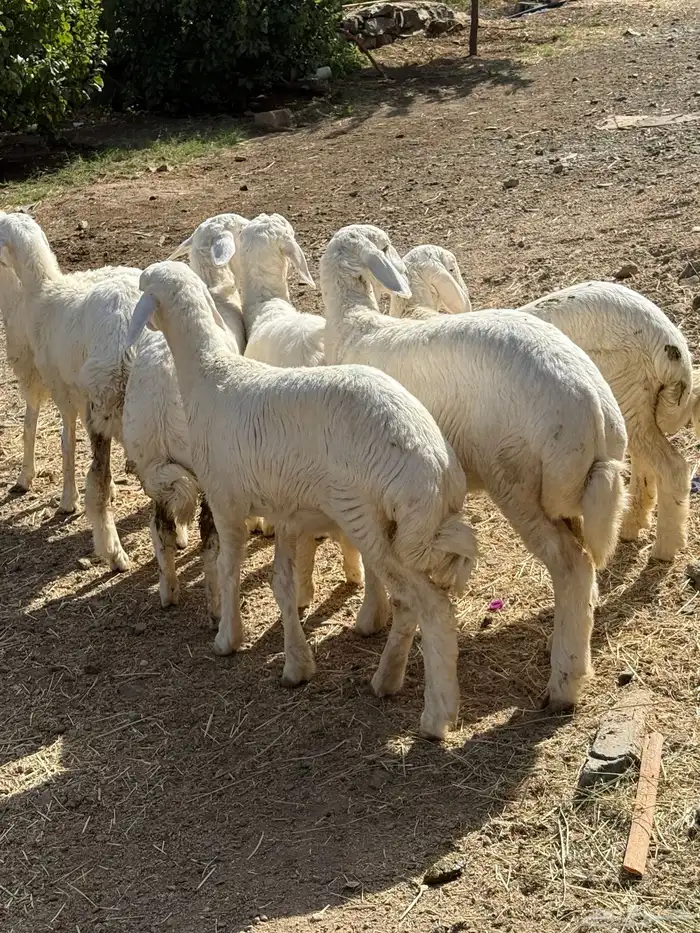 7 رخال فاخرة 10