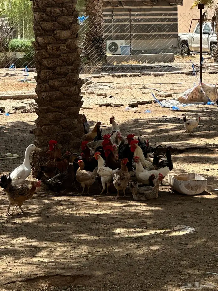 دجاج وفروخ وديوك 6