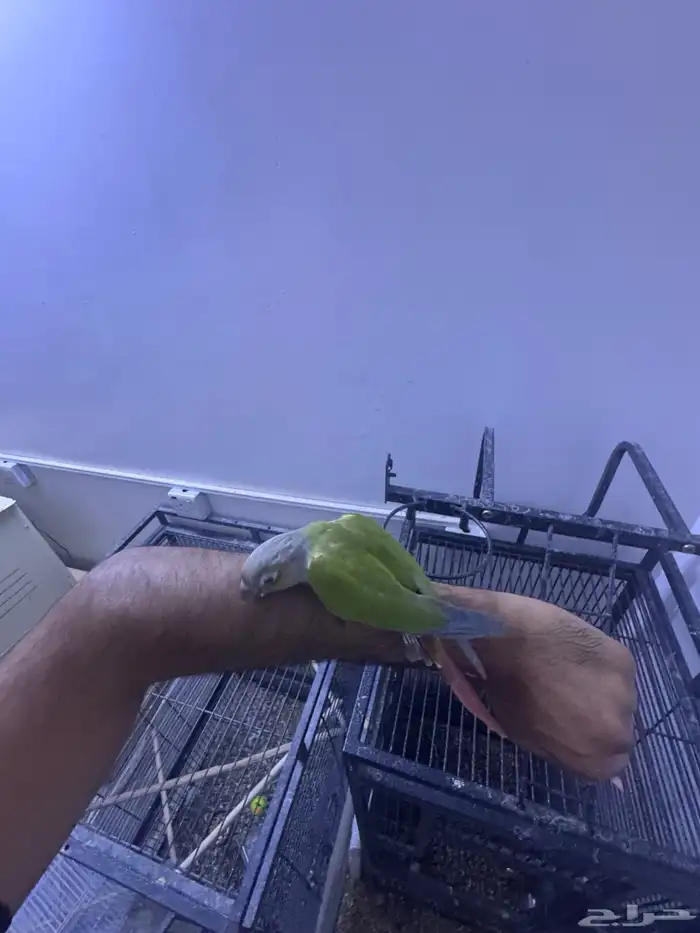 فرخ كنيور هدد. (تم البيع) 3