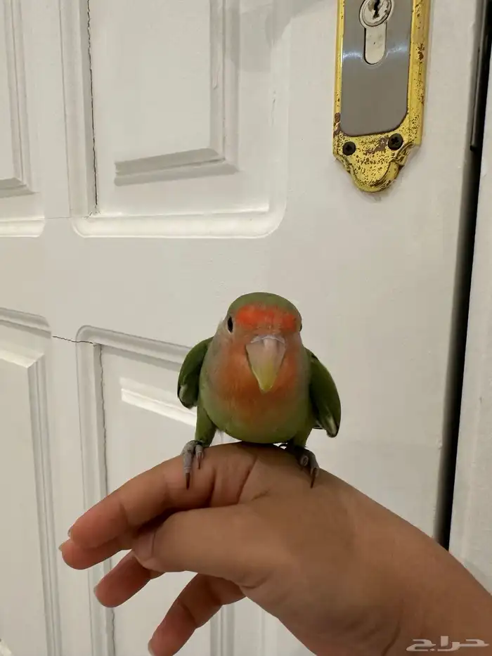 روز اليف هدد نشبه تمم البيع الله يبارك لراعيه 0