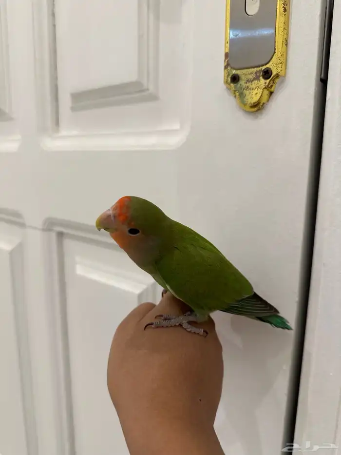 روز اليف هدد نشبه تمم البيع الله يبارك لراعيه 1