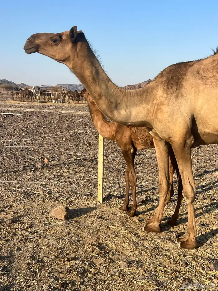 بكره ثنو تحتها بكره ب 10500 تم البيع 6