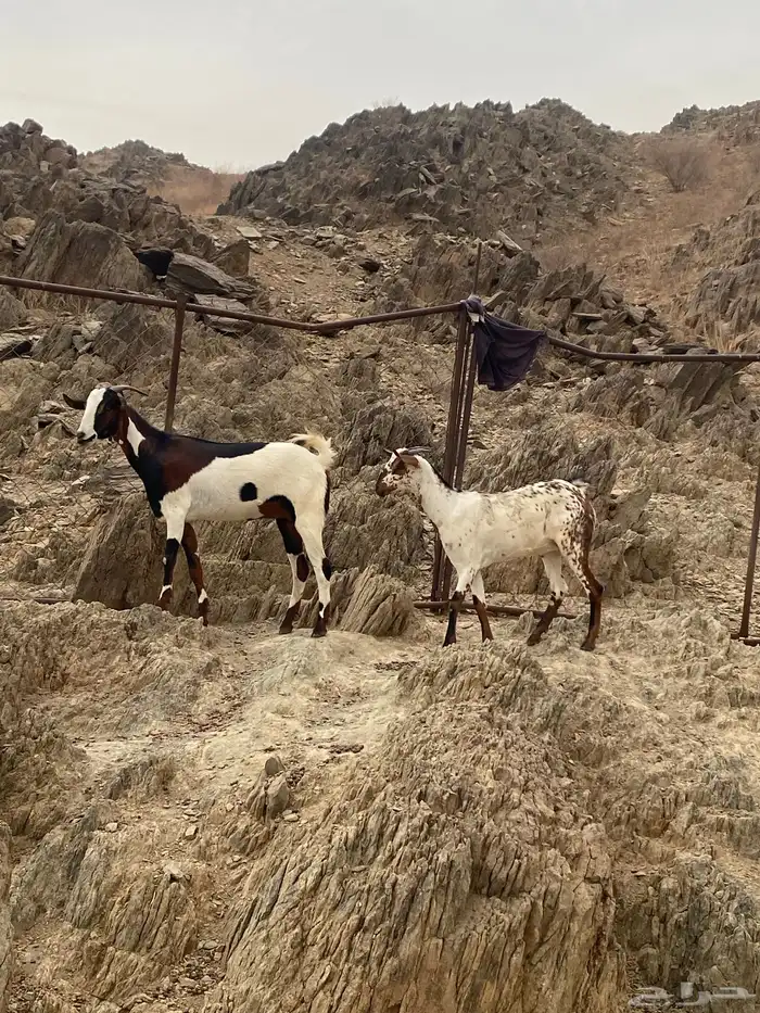 للبيع خبيش 0