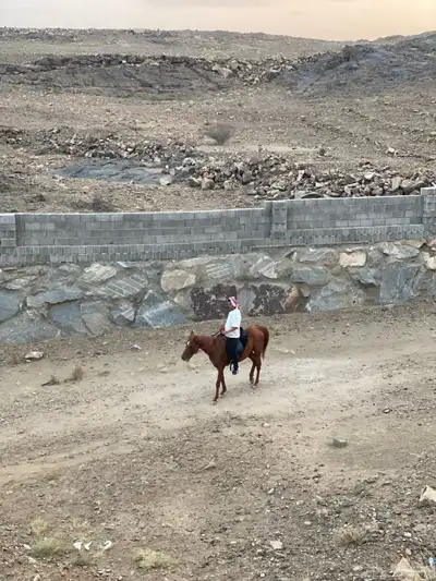 للبيع حصان كفووو 2