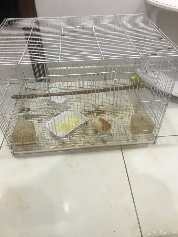 طير حب مع القفص 0