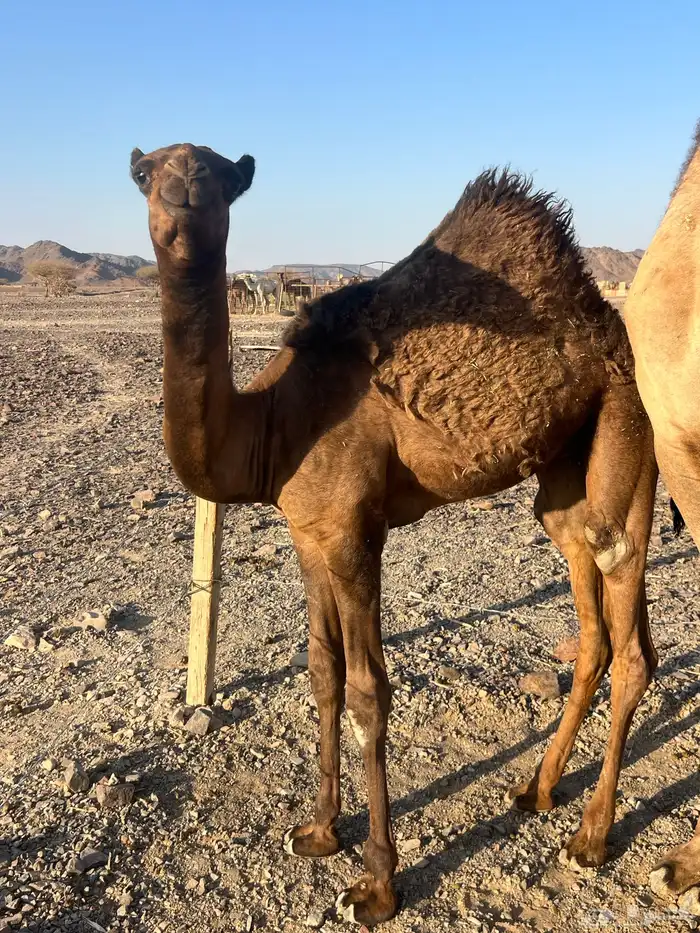 بكره ثنو تحتها بكره ب 10500 تم البيع 5