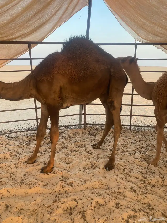 قعود طيب حق منسبات عمره 8 شهور 1