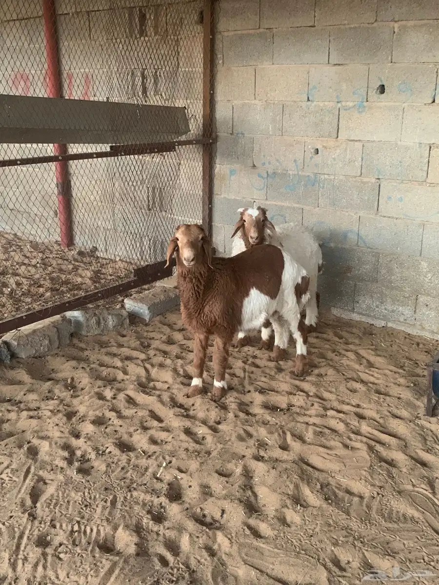 للبيع ذبائح خرفان هجين العدد 2 3