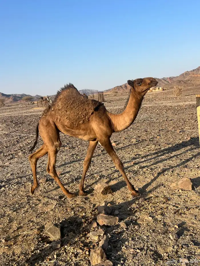 بكره ثنو تحتها بكره ب 10500 تم البيع 7