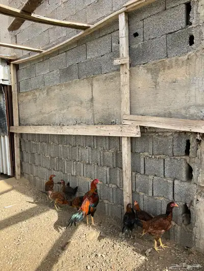 دجاج باكستاني 3