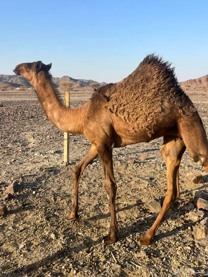 بكره ثنو تحتها بكره ب 10500 تم البيع 1