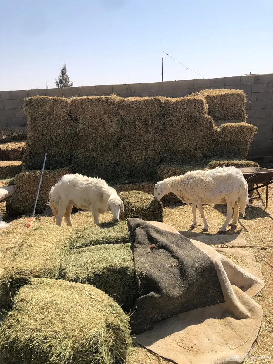 حريات شياه رباع وتامه 0