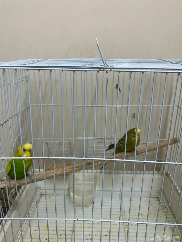 طيور البادجي الوان نادره جدا 0