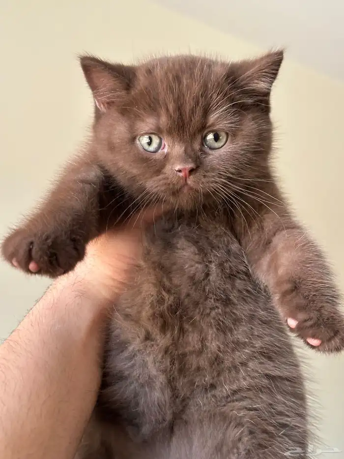 بريتش شورت هير تشوكلت تم البيع 1