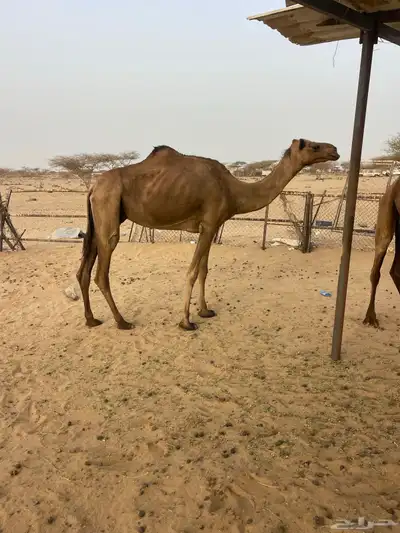 ناقه مبيوع ولده تم اللبيع 1