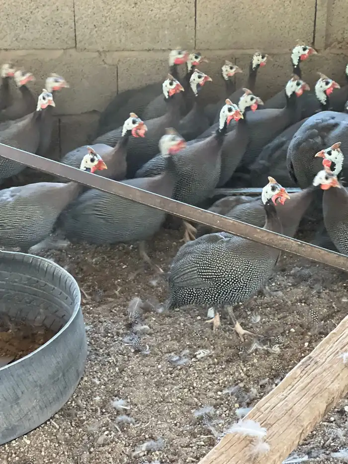 دجاج حبشي بياض العدد خمسون 0