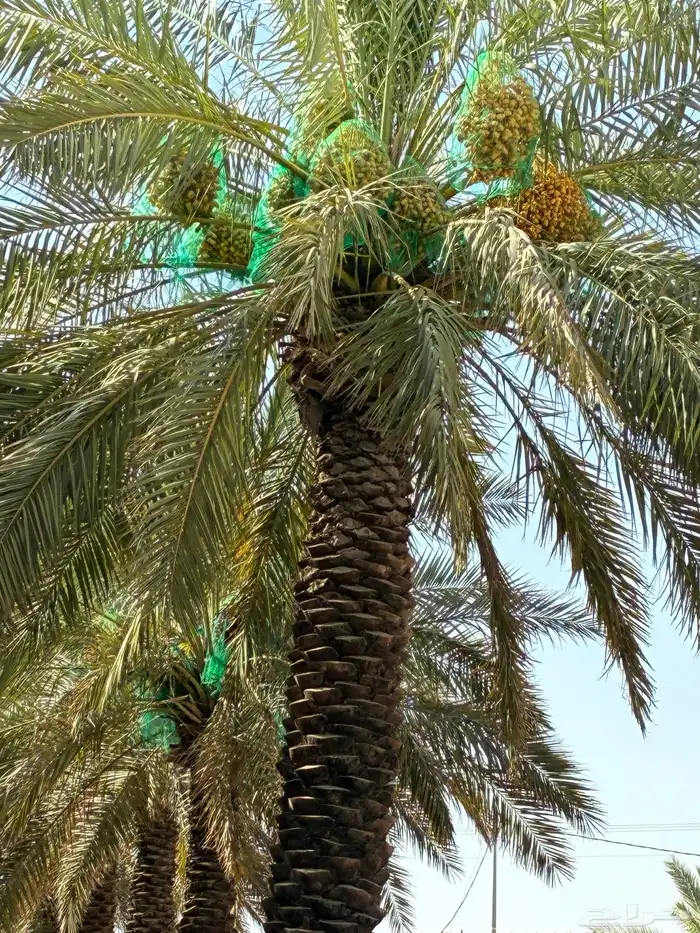 تمر مزرعه للبيع 5
