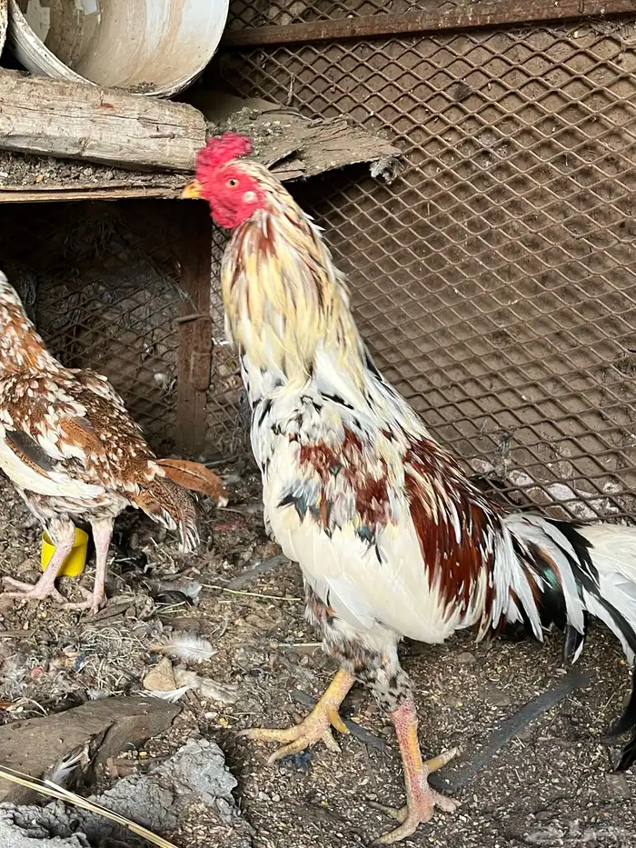 ديك باكستاني 6