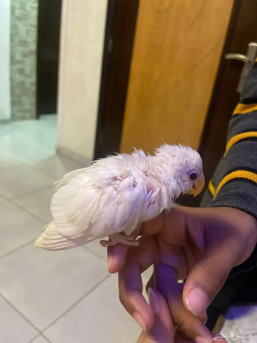 طير روز البينو عمره شهرين 0