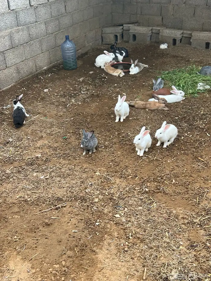 ارانب فرنسي وبلدي 1