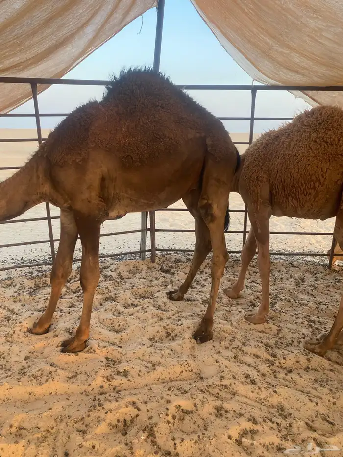 قعود طيب حق منسبات عمره 8 شهور 0