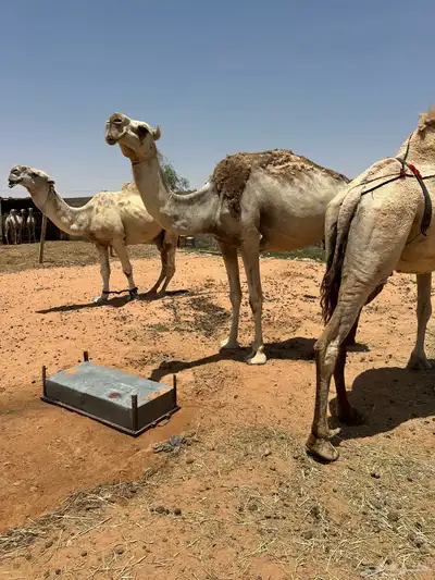 نياق شقح ضرايب 1