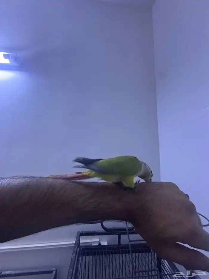 فرخ كنيور هدد. (تم البيع) 7